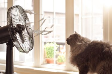 Τι να κάνετε για να μην ζεσταίνεται τόσο πολύ η γάτα σας το καλοκαίρι