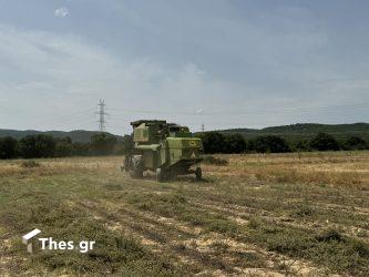 Ρίγανη Μαυρούδα χωράφια καλλιέργεια κομπίνα θέρισμα