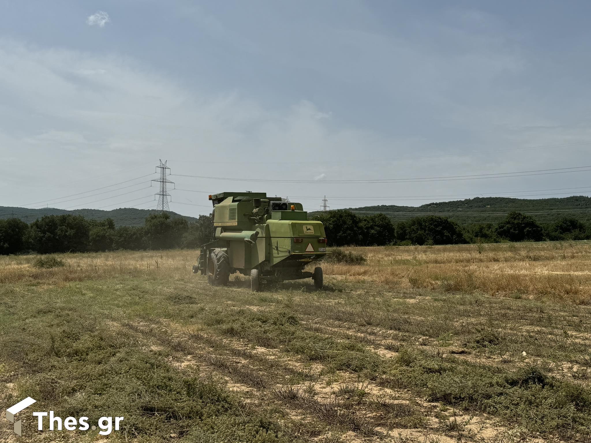 Ρίγανη Μαυρούδα χωράφια καλλιέργεια κομπίνα θέρισμα