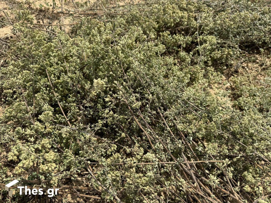 Ρίγανη Μαυρούδα χωράφια καλλιέργεια κομπίνα θέρισμα