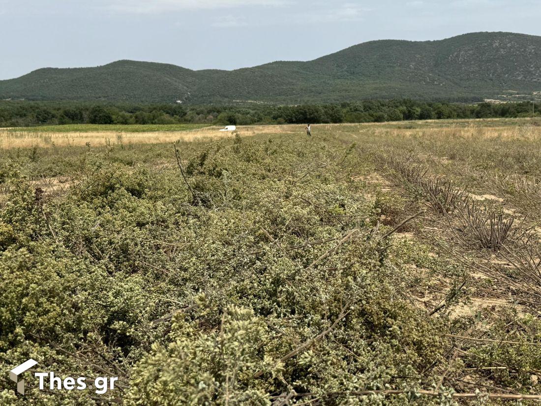 Ρίγανη Μαυρούδα χωράφια καλλιέργεια κομπίνα θέρισμα