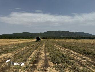 Νέοι αγρότες: Ποιοι μπορούν να λάβουν ενίσχυση 40.000 ευρώ