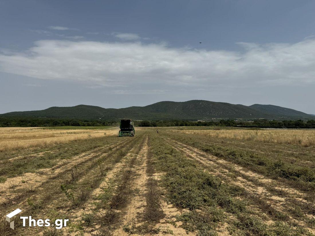 Ρίγανη Μαυρούδα χωράφια καλλιέργεια κομπίνα θέρισμα