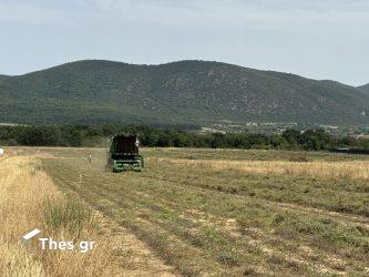 Ρίγανη Μαυρούδα χωράφια καλλιέργεια κομπίνα θέρισμα