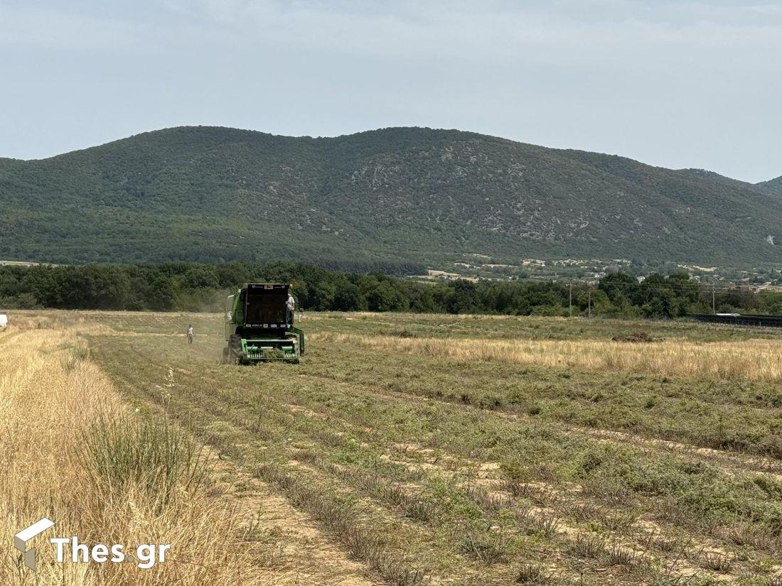 Ρίγανη Μαυρούδα χωράφια καλλιέργεια κομπίνα θέρισμα