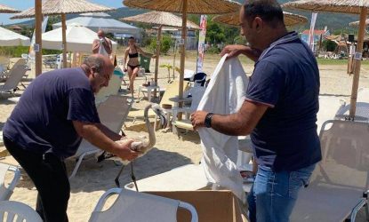 Ασπροβάλτα: Εργαζόμενοι του δήμου Βόλβης διέσωσαν νεαρό φλαμίνγκο από beach bar (ΒΙΝΤΕΟ & ΦΩΤΟ)