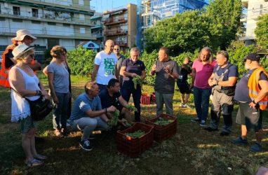 Θεσσαλονίκη: Νωρίτερα φέτος ο τρύγος στον αστικό αμπελώνα λόγω υψηλών θερμοκρασιών (ΦΩΤΟ)