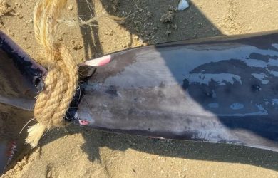 Νεκρό δελφίνι στη Χαλκιδική – Το είχαν δέσει με σχοινί (ΦΩΤΟ)