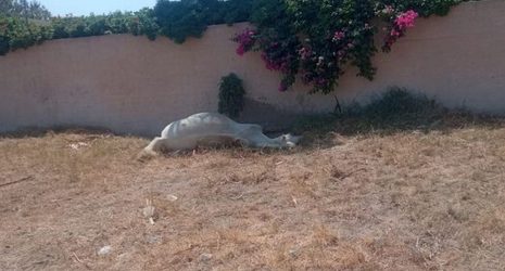 κτηνωδία άλογο Σαντορίνη