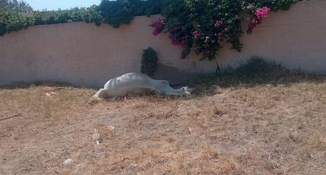 κτηνωδία άλογο Σαντορίνη