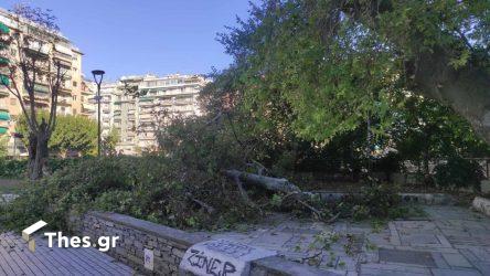 Θεσσαλονίκη: Τεράστιο κλαδί έπεσε στη Ναυαρίνου – Τραυματίστηκε ένα άτομο (ΦΩΤΟ)