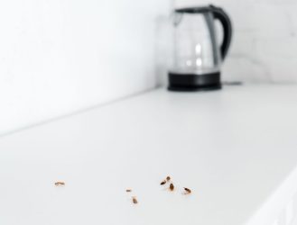 7 τρόποι για να διώξεις τις κατσαρίδες από το σπίτι σου το φθινόπωρο