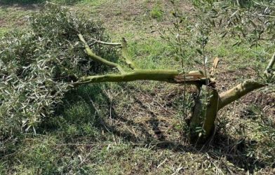 Κοζάνη: Σημαντικές ζημιές στους ελαιώνες Ιμέρων προκάλεσε η χαλαζόπτωση (ΦΩΤΟ)