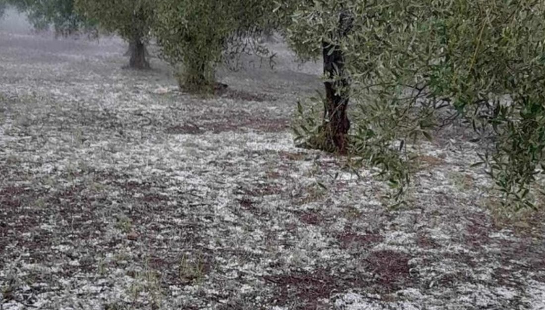 Κοζάνη ελιές