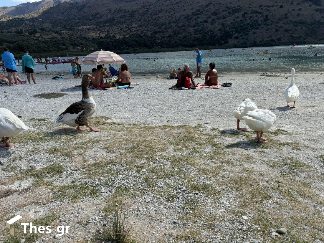 πάπιες Κρήτη Χανιά Αποκορώνου