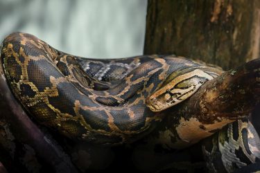 Πύθωνας τύλιξε 64χρονη γυναίκα – Την έσφιγγε επί δύο ώρες