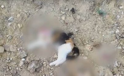 Συνεχίζει τους αποκεφαλισμούς γατών ο serial killer της Κυψέλης – Νέες καταγγελίες κατοίκων