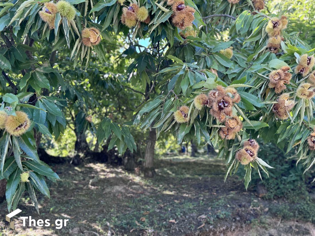 κάστανα Γρίβα Κιλκίς εκπομπή ΠαράγωΓΗΝ