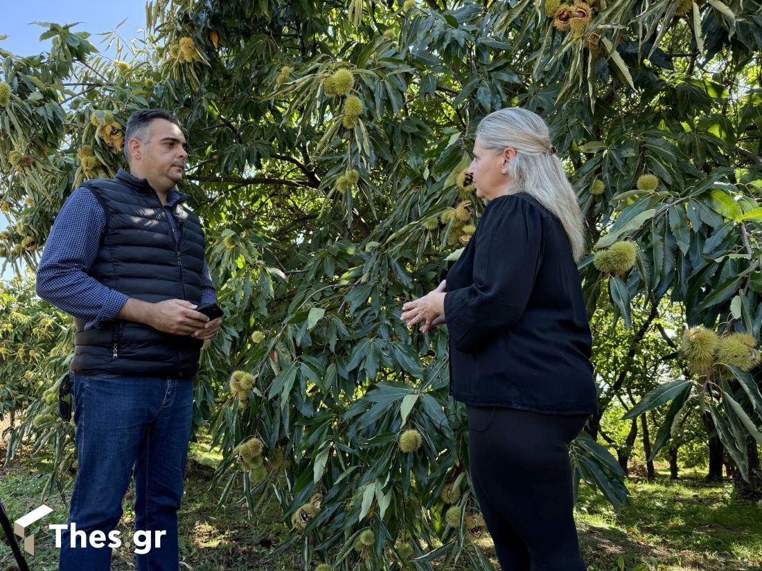 κάστανα Γρίβα Κιλκίς πρόεδρος καστανοπαραγωγών Φωτεινή Βαϊρλή εκπομπή ΠαράγωΓΗΝ