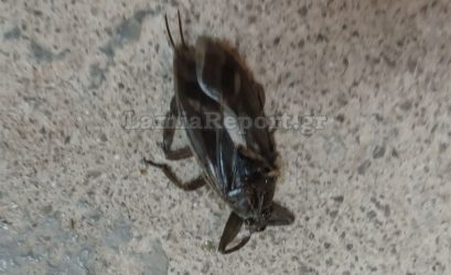 Εμφανίστηκε στη Λαμία ο Λιθόκερος – Το μεγαλύτερο σαρκοφάγο έντομο στην Ευρώπη (ΦΩΤΟ)