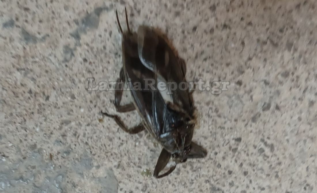 Λαμία λιθόκερος