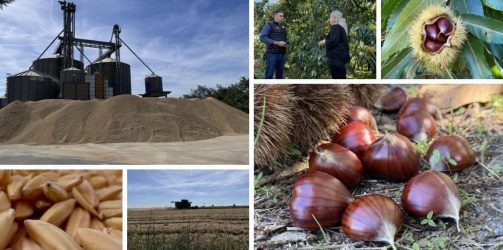 ΠΑΡΑΓΩΓΗΝ: Ταξιδεύουμε στο μεγαλύτερο καστανοχώρι της Ελλάδας, τη Γρίβα & μαθαίνουμε τα πάντα για το ρύζι και την Euricom