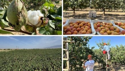 ΠΑΡΑΓΩΓΗΝ: Μαθαίνουμε τα πάντα για την καλλιέργεια βαμβακιού & τα βερίκοκα Πορταριάς στη Χαλκιδική