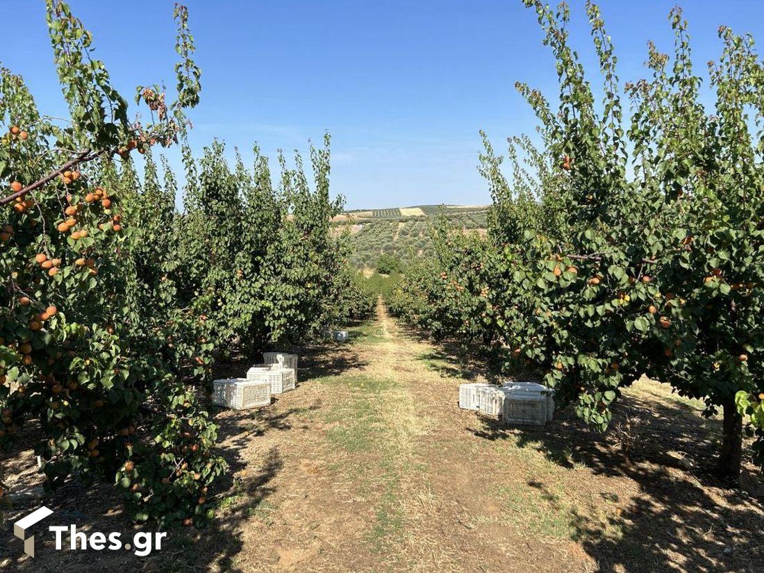 εκπομπή ΠΑΡΑΓΩΓΗΝ Πορταριά Χαλκιδική βερίκοκα καϊσια