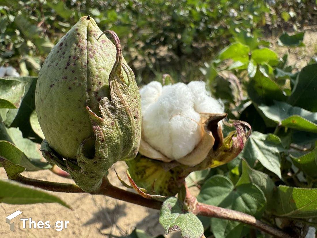 βαμβάκι Agrology εκπομπή ΠΑΡΑΓΩΓΗΝ Ν. Ζίχνη Σερρών