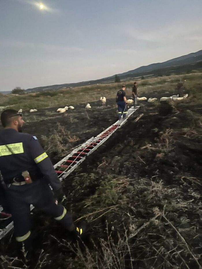 Θεσσαλονίκη πρόβατα βάλτος