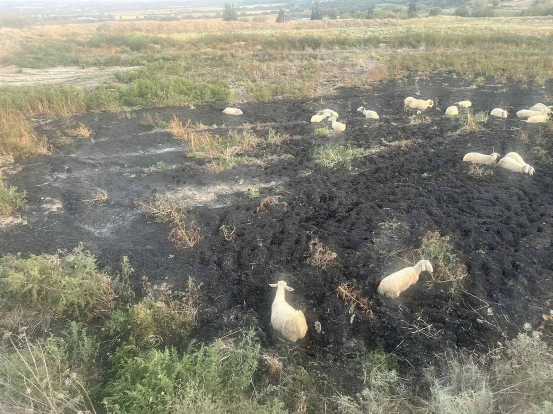 Θεσσαλονίκη πρόβατα βάλτος