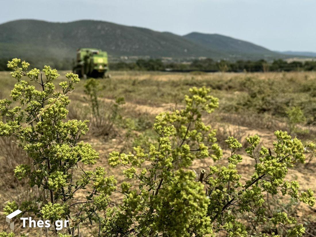 Ρίγανη Μαυρούδα χωράφια καλλιέργεια κομπίνα θέρισμα εκπομπή Παράγωγην