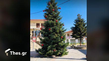 Ταξιάρχης έλατο Χαλκιδική