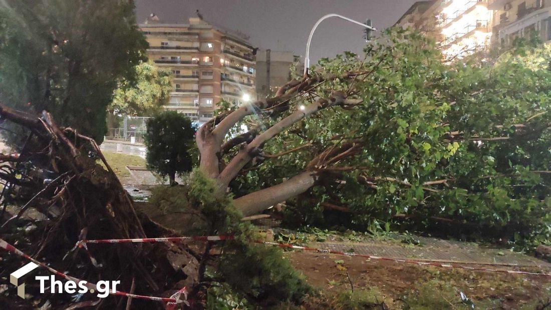 Θεσσαλονίκη πτώση δέντρου
