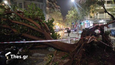 Θεσσαλονίκη: Πτώση μεγάλου δέντρου στο κέντρο της πόλης (ΒΙΝΤΕΟ & ΦΩΤΟ)