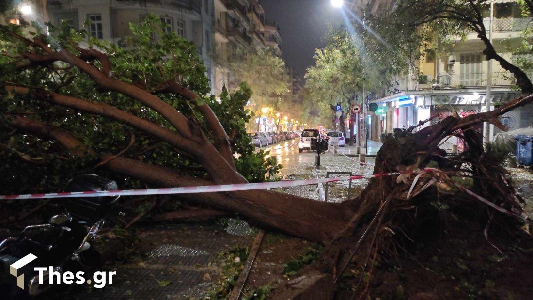 Θεσσαλονίκη πτώση δέντρου