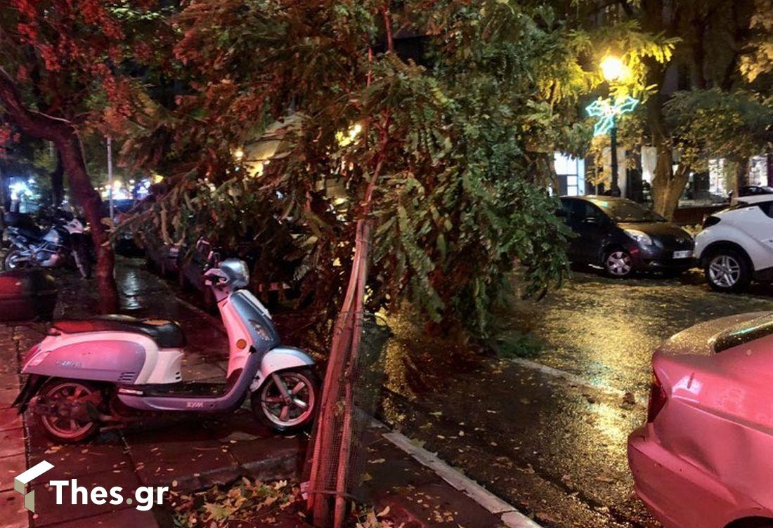 πτώση δέντρου Θεσσαλονίκη