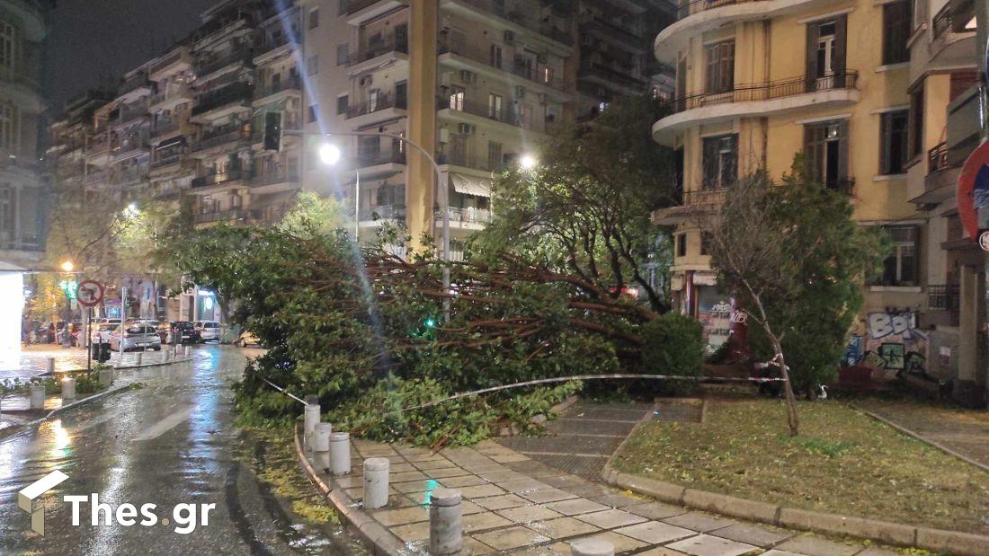 Θεσσαλονίκη πτώση δέντρου