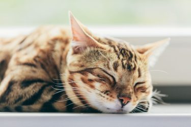 Η ηλικιωμένη γάτα σας δεν κοιμάται καλά; Τι να κάνετε για να την βοηθήσετε