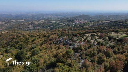 Γρίβα Κιλκίς Πάικο κάστανα καστανόδασος