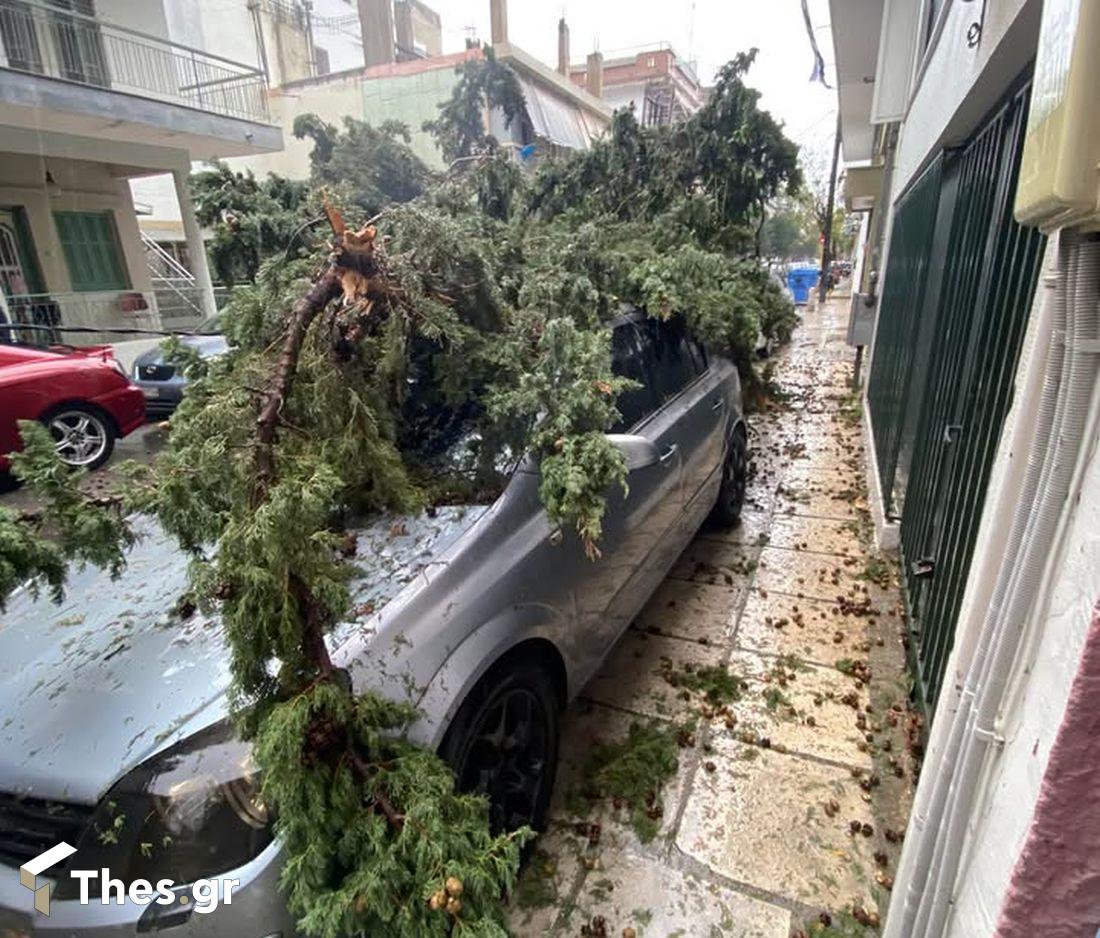 Μενεμένη πτώση δέντρου Θεσσαλονίκη