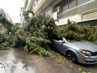 Μενεμένη πτώση δέντρου Θεσσαλονίκη