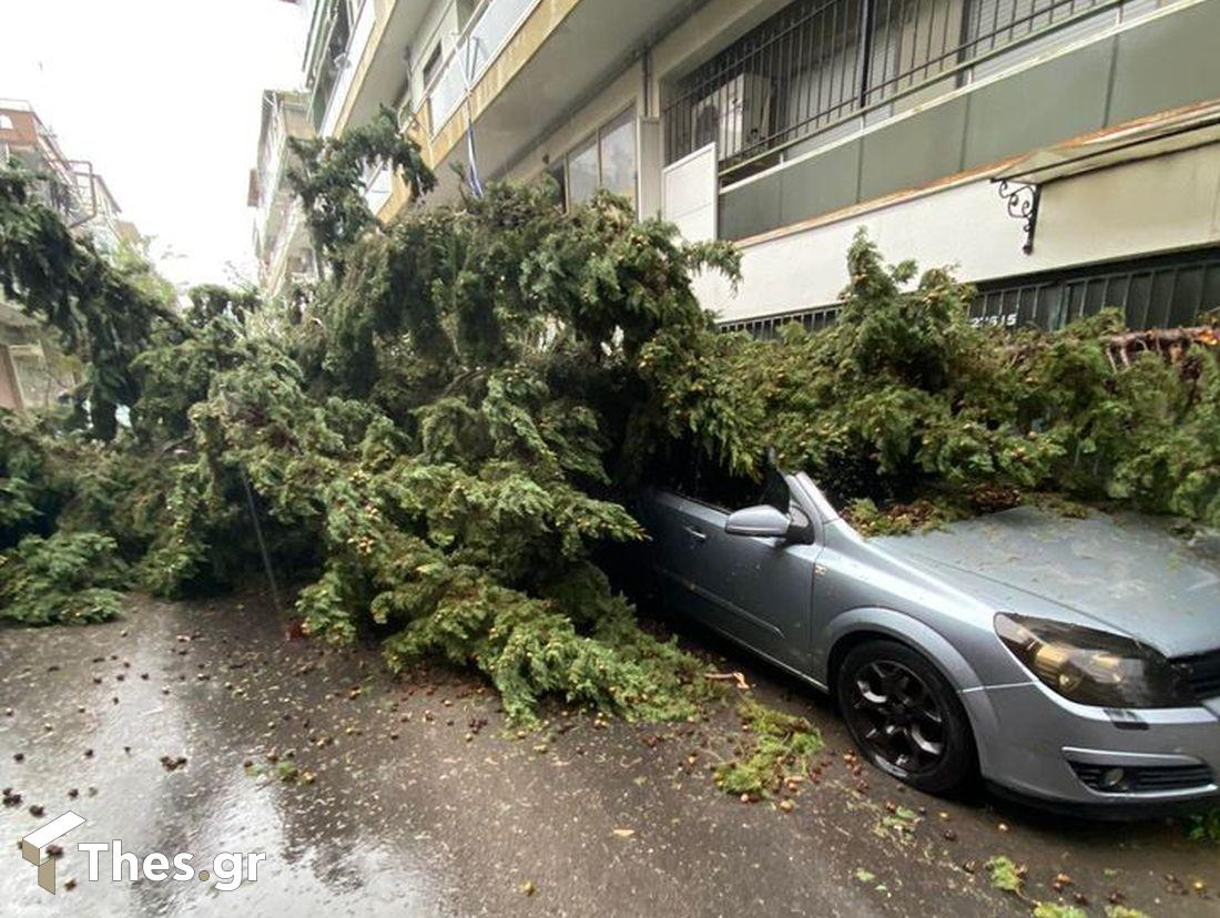 Μενεμένη πτώση δέντρου Θεσσαλονίκη