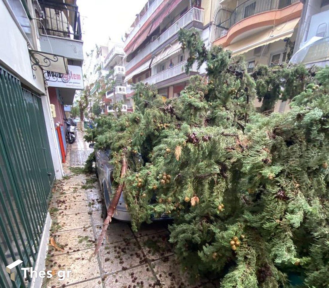 Μενεμένη πτώση δέντρου Θεσσαλονίκη