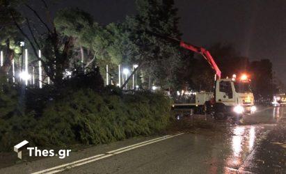 Θεσσαλονίκη πτώση δέντρου