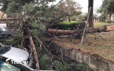 πτώση δέντρων από την κακοκαιρία Bora στη Θεσσαλονίκη