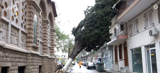 Θεσσαλονίκη: Απομακρύνθηκε το δέντρο που έπεσε σε μπαλκόνι και έμεινε έτσι πέντε μέρες