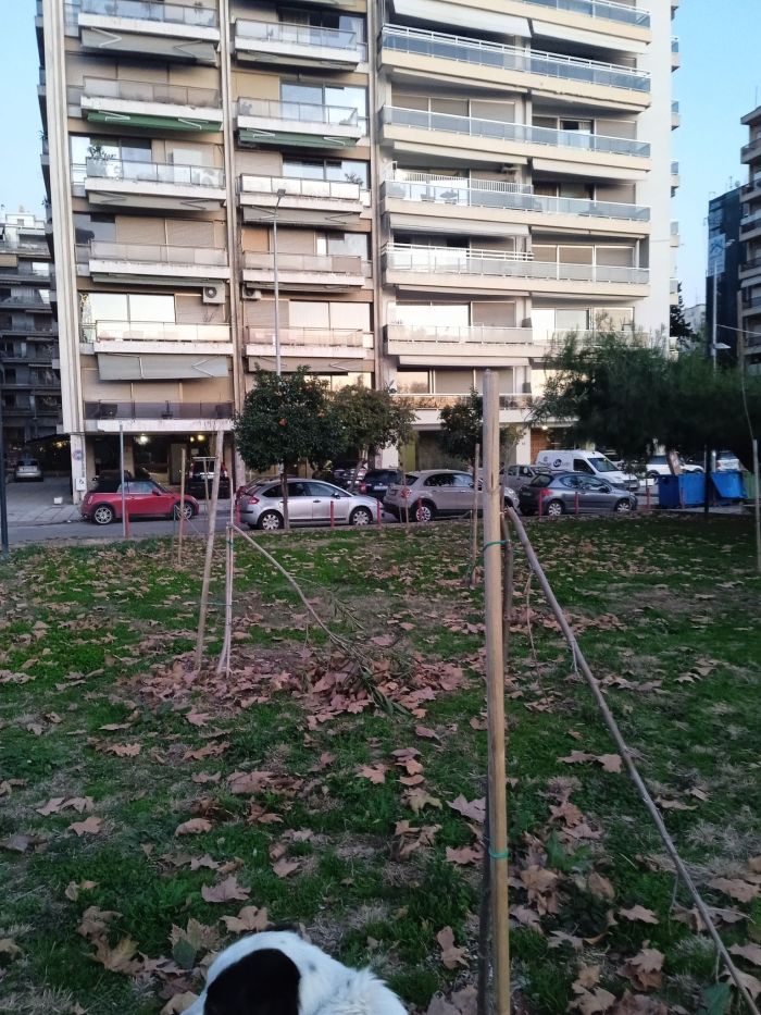σπασμένα δέντρα Νέα Παραλία Θεσσαλονίκη