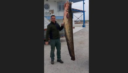 Στρυμόνα