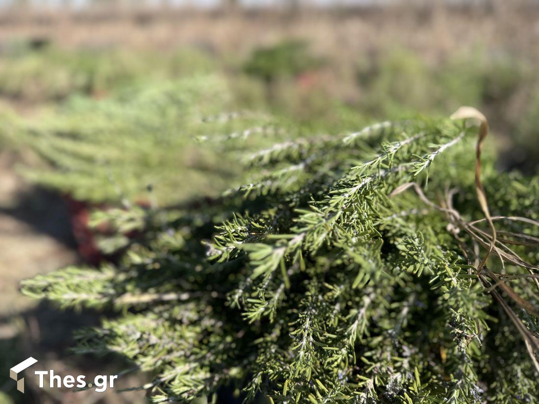 Iperos Herbs Βιολογικά Βότανα Αλεξάνδρεια Δενδρολίβανος
